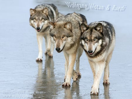 Three Wolves - grey wolves, wolf pups, snow, timber wolves, wolf pack, wolves, nature, dogs, wolves in snow, animals