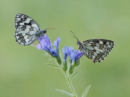 Glad to meet you ;) - love, sunshine, two, couple, soft green, always, forever, meeting, together, blue, butterflies, flower