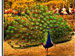 reacock & flamingos