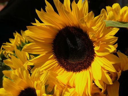 Some of us are brilliant - sunflower, magnificent, sunflowers, sunshine, sun, light, brilliant, divine, bright, yellow, forever, happiness, happy