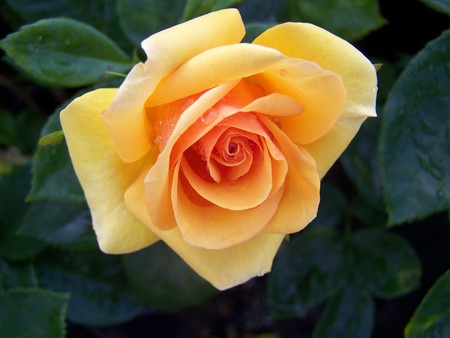 A Rose Rose For My Friend JCarr2010 (Jennifer) - yellow, roses, beautiful, apricot, one, rose