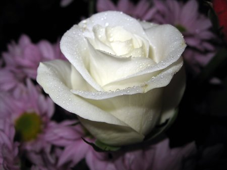 This Rose Is For My Greek Girlfriend Helen - flowers, roses, white, purple, rose, gift, flower