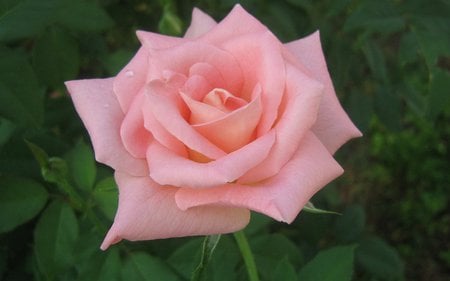 ♥ For My dearest Friend Andonia ♥ - flowers, roses, rose, gift, flower, pink