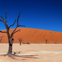 Dead Vlei