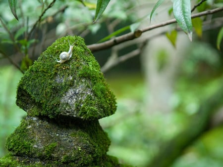 Slug on the top - animal, nature, alga, rock, slug, top