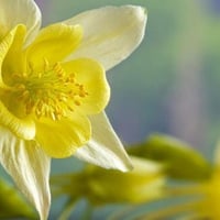 Yellow-Columbine