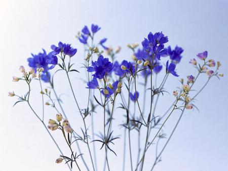 Tiny-purple-flowers - nice, nature, tiny, purple, simple, flowers