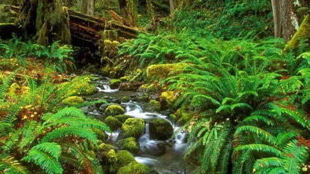 Creek - water, nature, creek, forest, tree, fern