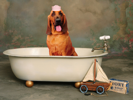 Funny Dog - bathtub, picture, funny, dog, cool