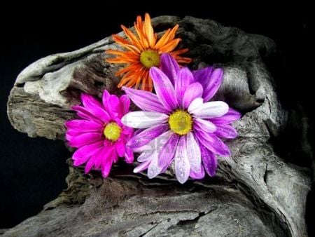 DRIFT WOOD - daisies, drift, bright, wood