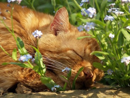 Forget-Me-Not Ever - sleeping, cat, flowers, cute, ginger