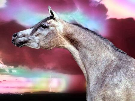 Lightning Stallion - grey stallion, grey horse, horse, animals, stallion, arabian horse