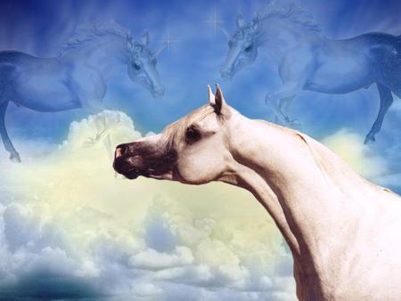 Mystical Skies - clouds, mystical skies, pegasus, unicorns, skies, arabian horses, white arabian, horses, white horses, stallions, animals