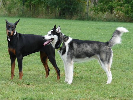 Best Buds - best friends, wolves, animals, huskies, dobermans, bff