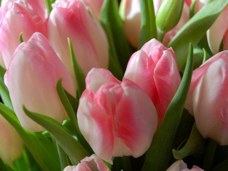 For Coco - white, pink, tulips, green, flowers, spring