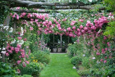 rose garden - arch, garden, rose, pergola