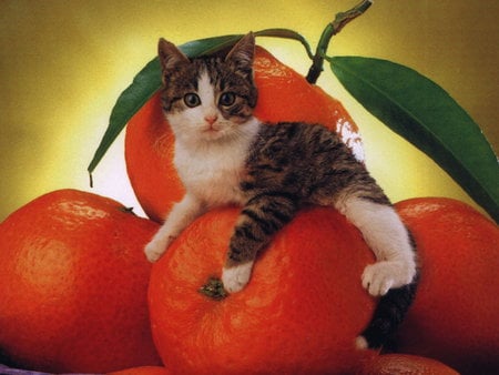 Cat - animal, kitten, food, fruit, cat