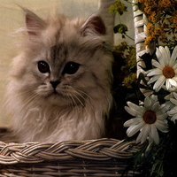 Cute kitten in basket