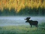 Moose Standing Along a Misty Riverbank