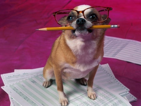 Office worker - work, animal, dog, puppy, office, paper, pencil, glass