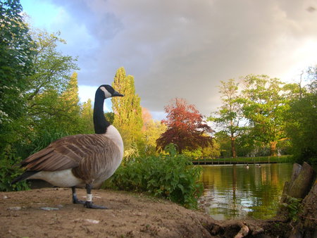 Duck - nature, duck, lake, animal, pond