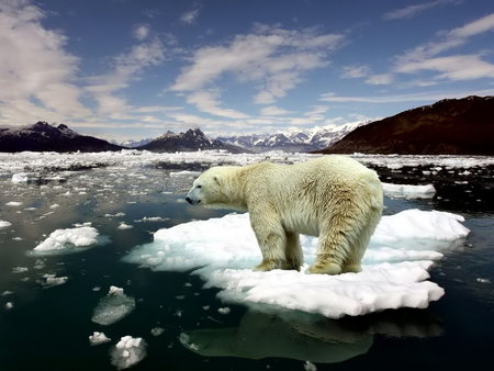 Polar bear - ice, winter, polar bear, arctic, wildlife