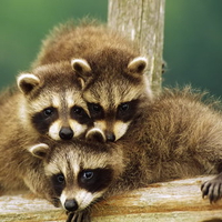 Baby raccoons