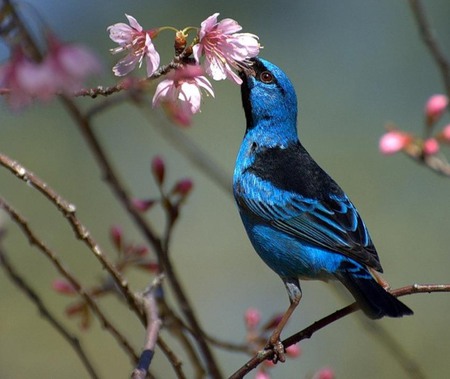 Smells like spring - bird, blue, photography, bud, spring, flower, pink, smell, joy, colorful, nature