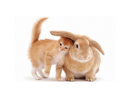 Tenderness - cat, rabbit, friend, kitten