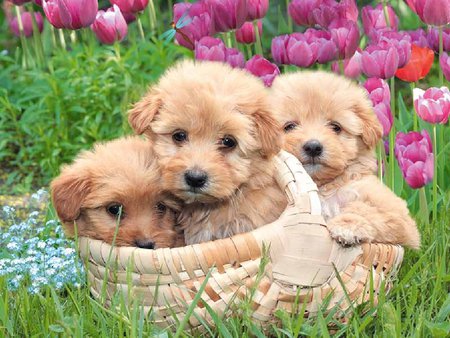 Puppies in the garden - basket, garden, dog, grass, puppy, flower, sweet