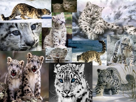 The Snow Leopard Collage - cheetah, big cats, jaguar, wild animals, tiger, beautiful animals, ice, baby snow leopard, nature, kittens, snow leopards, cats, lion, animals, wildlife