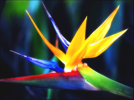 bird of paradise - colorful, gorgeous, bird, beautiful