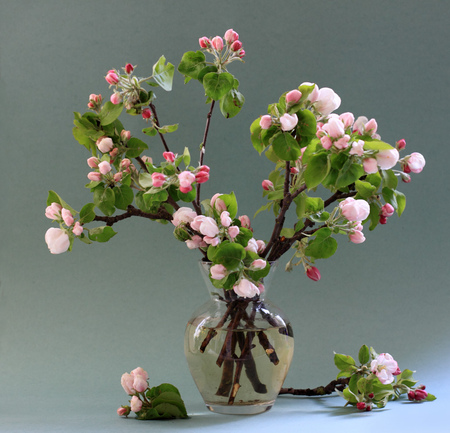 apple blossom - still life, apple blossom, branch, glass vase