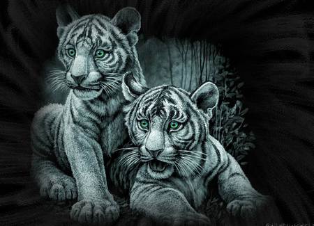 WHITE TIGERS - white, tiger, animals, two