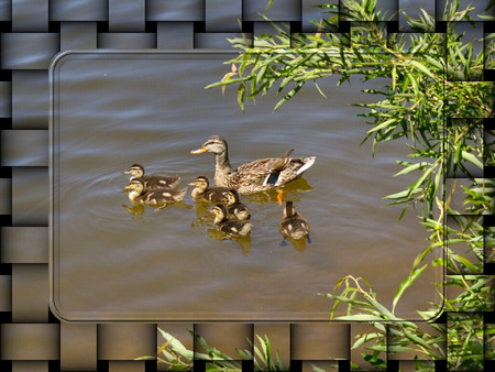 Mallard Duck Family - mallard, duck, water, avian, pond, photography, photo, river, duckling, animal, nature, lake