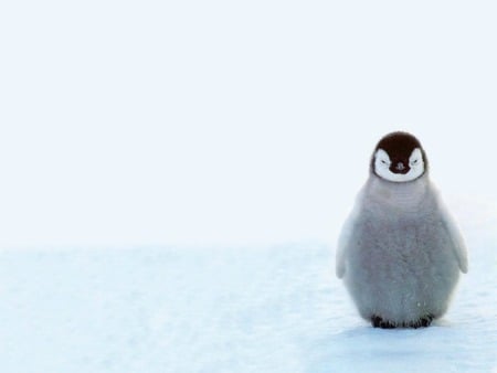 Happy Feet - penguin, baby, cold, snow