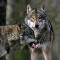 Wolves