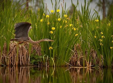 Fly Fishing - fish, water, flowers, bird