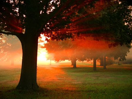 Red Dawn - trees, sun, red, sunset, grass, sunrise