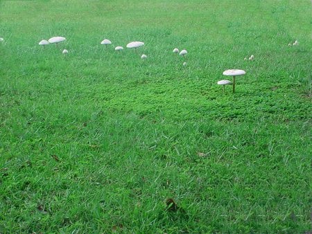 Mushrooms in a field - mushrooms, nature, shrooms, fields