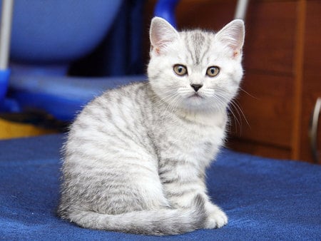 Sweet cat - cat, animal, feline, pet, sweet, kitten