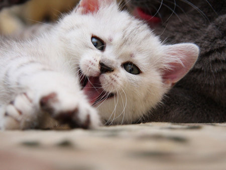 White kitten - animal, kitten, pet, cat, sweet, feline