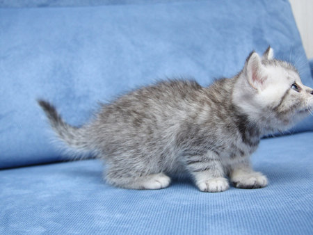 Kitten on chair - animal, kitten, pet, cat, sweet, feline