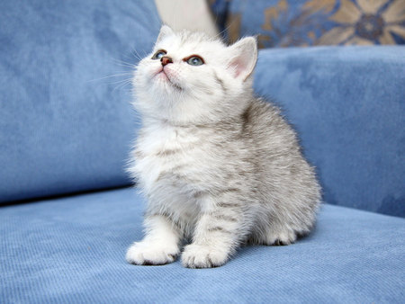 Sweet look - animal, kitten, pet, cat, sweet, feline