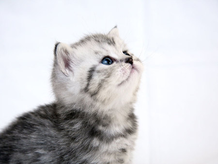 Cute - cat, animal, feline, pet, sweet, kitten