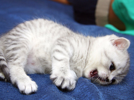 Resting on the bed - pet, bed, animal, kitten, feline, sweet, cat