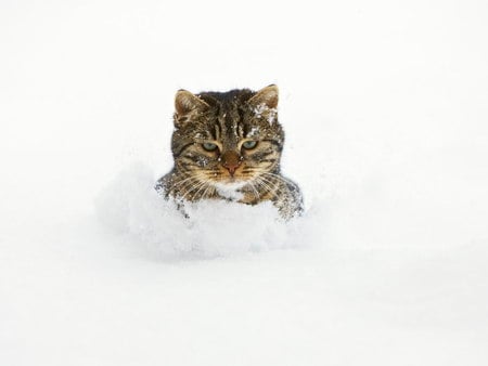 Snow up to his neck - pet, animal, winter, kitten, feline, snow, sweet, cat