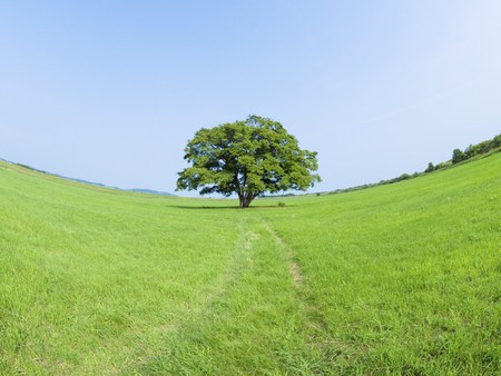 Concave field - concave, field, tree, nature, grass