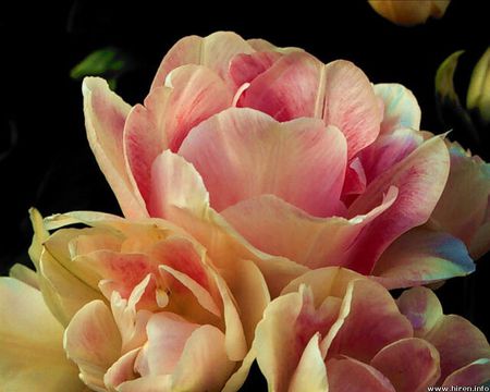 Rose with tulips - bouquet, tulip, rose, flower