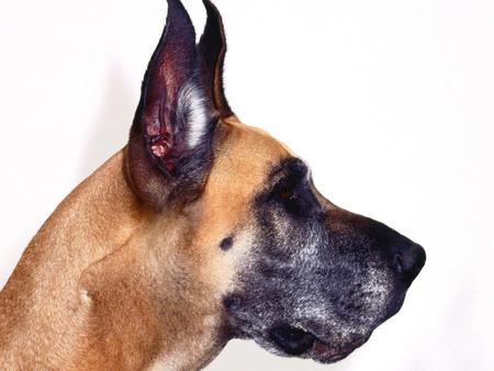 Great_Dane_Mug_Shot - ears, nice, shoot, dog, animal, great